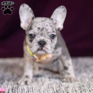 Allie, French Bulldog Puppy
